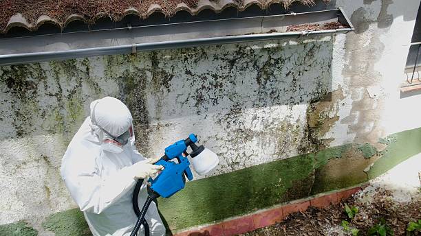 Trusted Mold Remediation service in Pinecliffe, CO - Cheap Mold Removal
